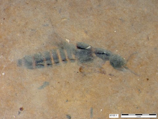 Genus sp