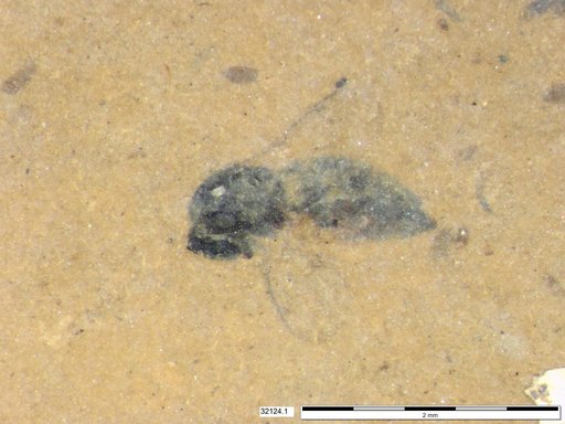 Genus sp