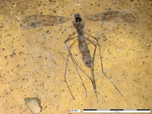 Diptera