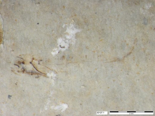 Genus sp