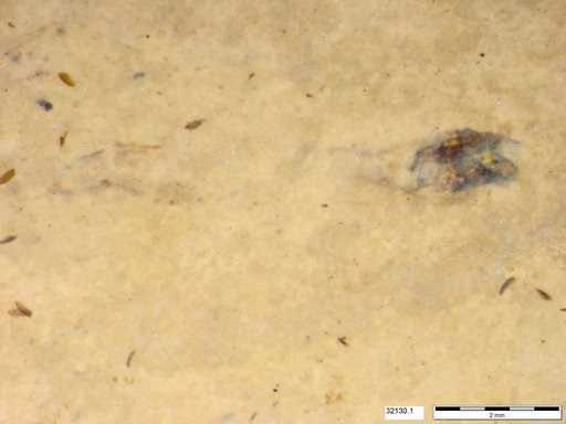 Genus sp