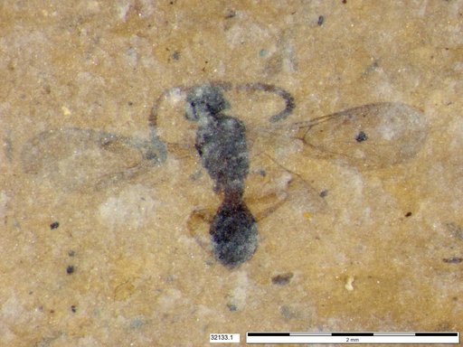 Diapriidae