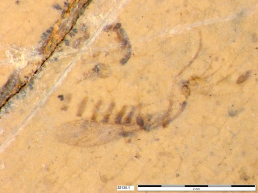 Chaoboridae
