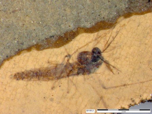 Genus sp