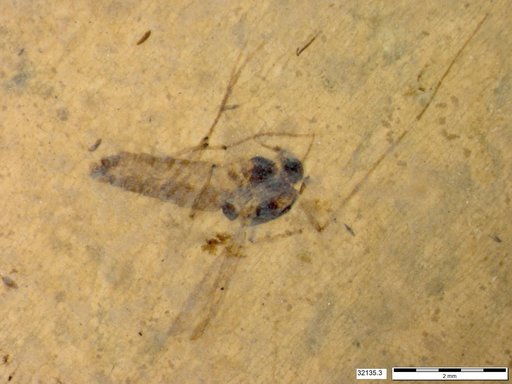 Diptera