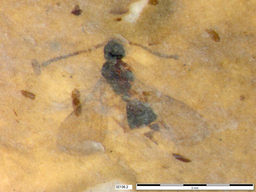 Diapriidae