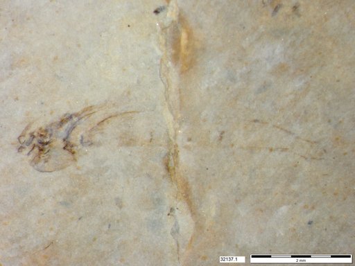 Genus sp