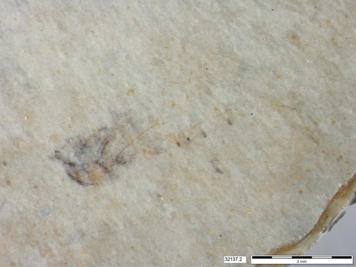 Genus sp