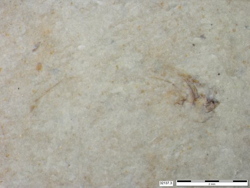 Genus sp