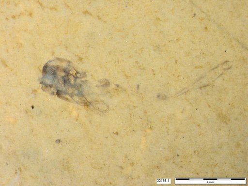 Genus sp