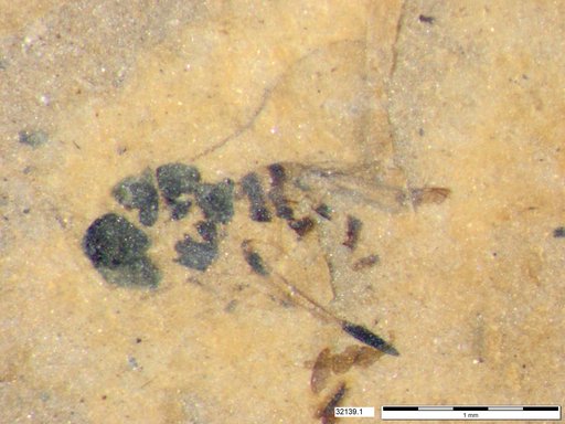 Genus sp