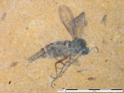 Sciaridae