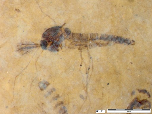 Genus sp