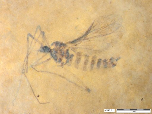 Diptera