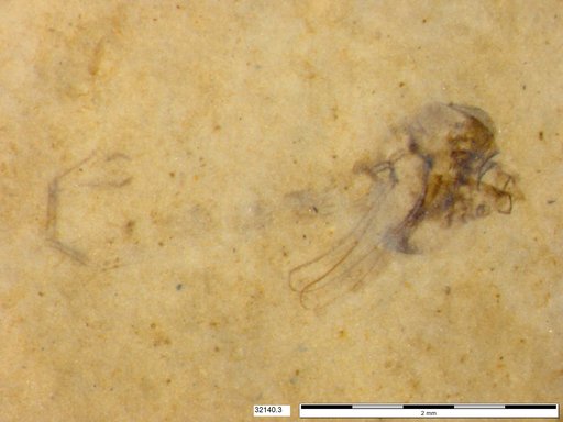 Genus sp