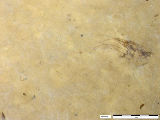 Genus sp