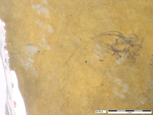Genus sp