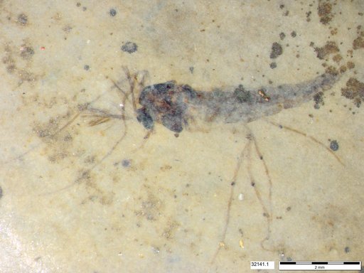Genus sp