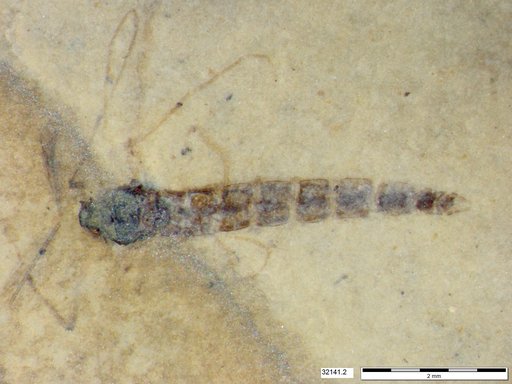 Genus sp