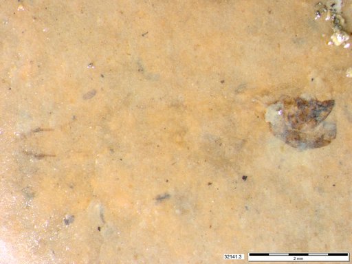 Genus sp
