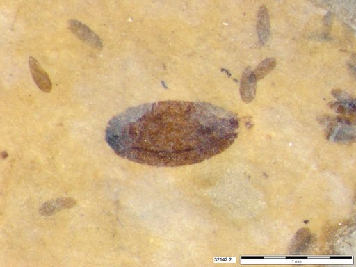 Tracheophyta