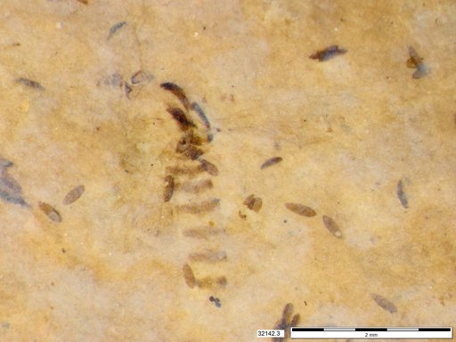 Chaoboridae