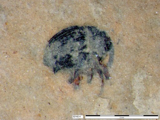 Genus sp