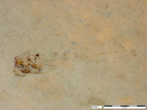 Genus sp