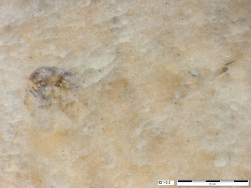Genus sp