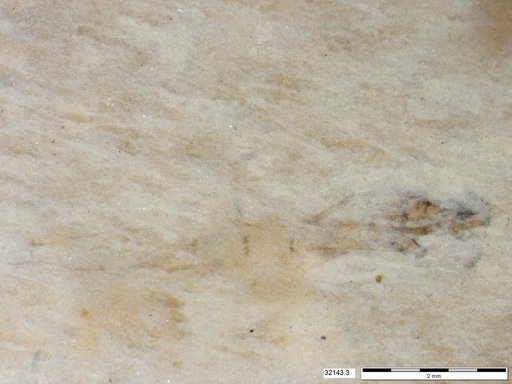 Genus sp