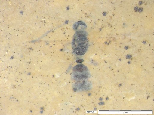 Formicidae