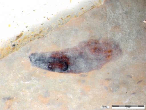 Tracheophyta