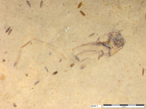 Genus sp