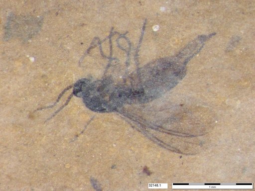 Diptera