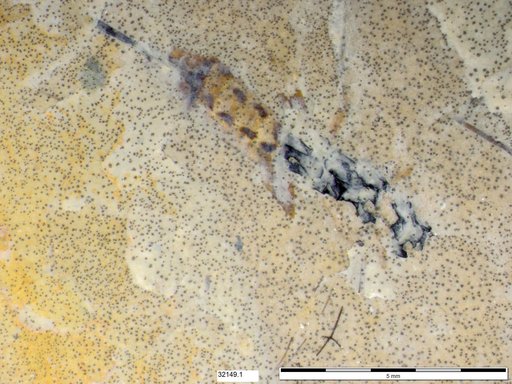 Genus sp