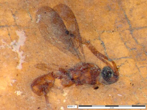 Diapriidae