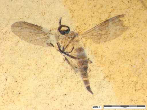 Diptera