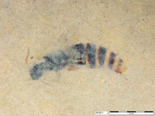 Genus sp