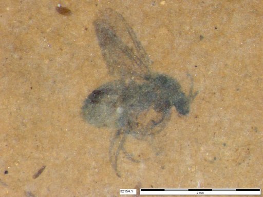 Diptera