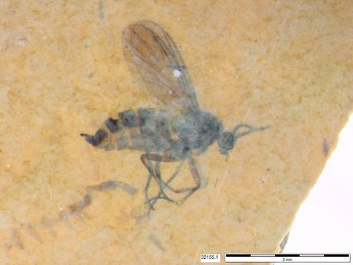 Diptera
