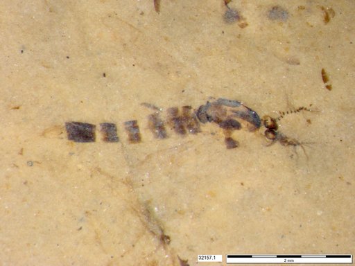 Chaoboridae