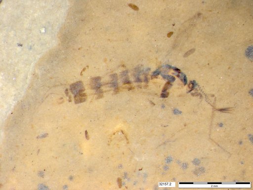 Chaoboridae