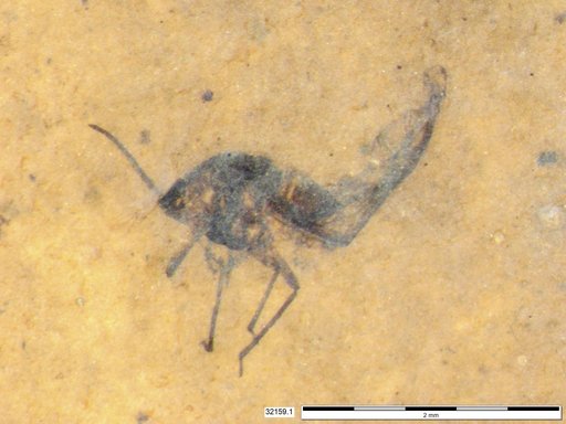 Aphididae