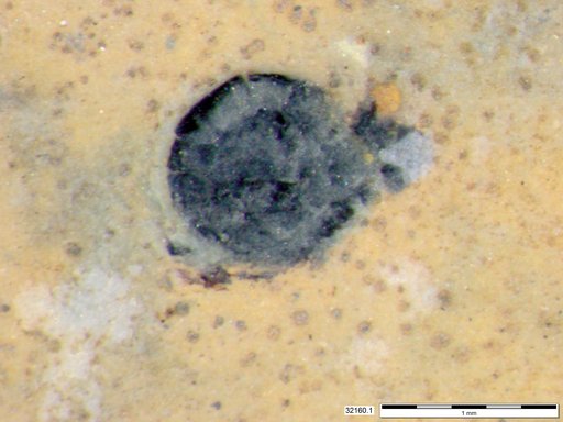 Tracheophyta
