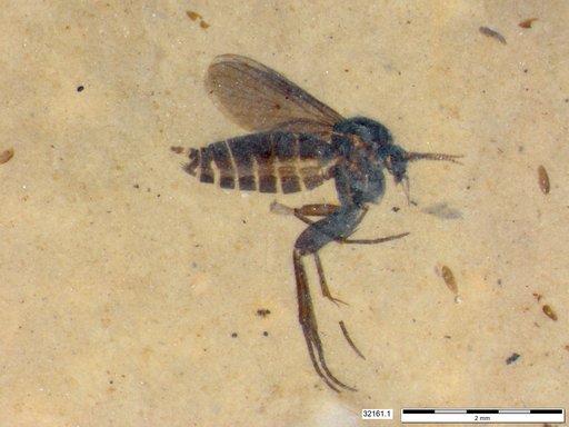 Mycetophilidae