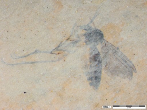 Diptera