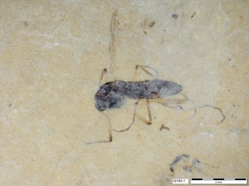 Diptera
