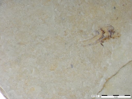 Genus sp
