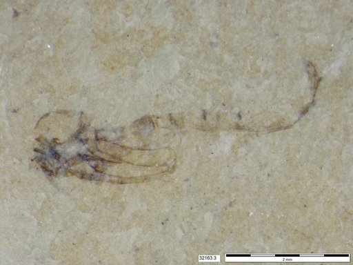 Genus sp