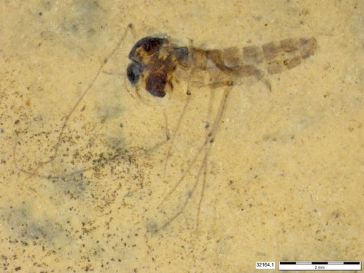 Diptera